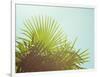 Sunny Palms I-Sonja Quintero-Framed Photographic Print