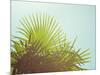 Sunny Palms I-Sonja Quintero-Mounted Photographic Print