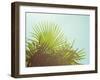 Sunny Palms I-Sonja Quintero-Framed Premium Photographic Print