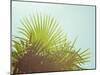 Sunny Palms I-Sonja Quintero-Mounted Premium Photographic Print