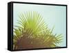 Sunny Palms I-Sonja Quintero-Framed Stretched Canvas