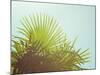 Sunny Palms I-Sonja Quintero-Mounted Photographic Print