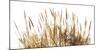 Sunny Reeds-Assaf Frank-Mounted Giclee Print