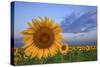 Sunny Side Up-Darren White Photography-Stretched Canvas