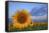 Sunny Side Up-Darren White Photography-Framed Stretched Canvas