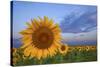 Sunny Side Up-Darren White Photography-Stretched Canvas