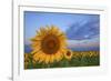 Sunny Side Up-Darren White Photography-Framed Photographic Print