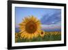 Sunny Side Up-Darren White Photography-Framed Photographic Print