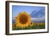 Sunny Side Up-Darren White Photography-Framed Photographic Print