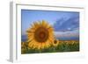 Sunny Side Up-Darren White Photography-Framed Photographic Print