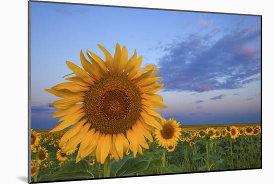 Sunny Side Up-Darren White Photography-Mounted Photographic Print