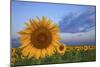 Sunny Side Up-Darren White Photography-Mounted Photographic Print