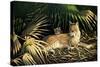 Sunny Spot Bobcat with Kittens-Wilhelm Goebel-Stretched Canvas