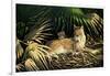 Sunny Spot Bobcat with Kittens-Wilhelm Goebel-Framed Giclee Print