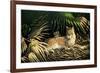 Sunny Spot Bobcat with Kittens-Wilhelm Goebel-Framed Giclee Print