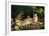 Sunny Spot Bobcat with Kittens-Wilhelm Goebel-Framed Giclee Print