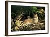 Sunny Spot Bobcat with Kittens-Wilhelm Goebel-Framed Giclee Print