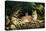 Sunny Spot Bobcat with Kittens-Wilhelm Goebel-Stretched Canvas