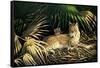 Sunny Spot Bobcat with Kittens-Wilhelm Goebel-Framed Stretched Canvas