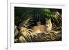 Sunny Spot Bobcat with Kittens-Wilhelm Goebel-Framed Premium Giclee Print