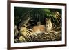 Sunny Spot Bobcat with Kittens-Wilhelm Goebel-Framed Premium Giclee Print