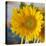 Sunny Sunflower I-Nicole Katano-Stretched Canvas