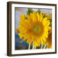 Sunny Sunflower I-Nicole Katano-Framed Photo