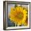 Sunny Sunflower I-Nicole Katano-Framed Photo