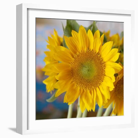 Sunny Sunflower I-Nicole Katano-Framed Photo