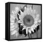 Sunny Sunflower I-Nicole Katano-Framed Stretched Canvas