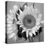 Sunny Sunflower I-Nicole Katano-Stretched Canvas