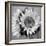 Sunny Sunflower I-Nicole Katano-Framed Photo