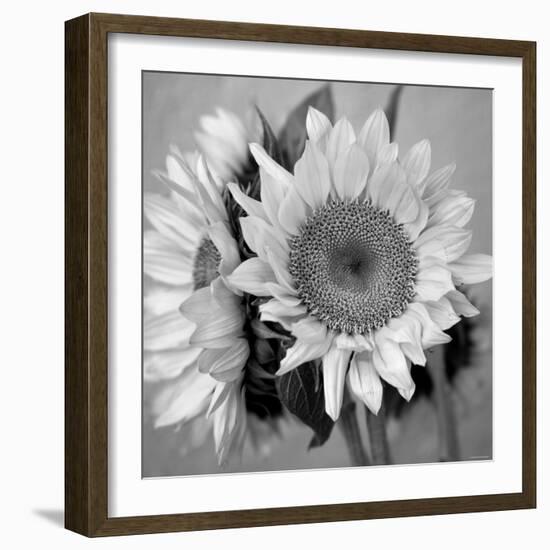 Sunny Sunflower I-Nicole Katano-Framed Photo