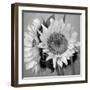 Sunny Sunflower I-Nicole Katano-Framed Photo