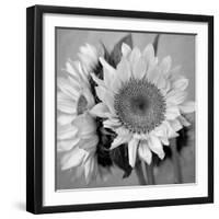 Sunny Sunflower I-Nicole Katano-Framed Photo