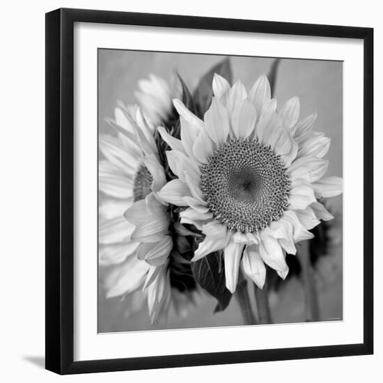 Sunny Sunflower I-Nicole Katano-Framed Photo