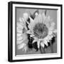 Sunny Sunflower I-Nicole Katano-Framed Photo