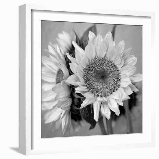 Sunny Sunflower I-Nicole Katano-Framed Photo