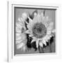 Sunny Sunflower I-Nicole Katano-Framed Photo