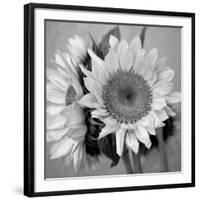 Sunny Sunflower I-Nicole Katano-Framed Photo