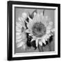 Sunny Sunflower I-Nicole Katano-Framed Photo