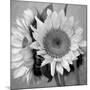 Sunny Sunflower I-Nicole Katano-Mounted Photo