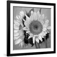 Sunny Sunflower I-Nicole Katano-Framed Photo