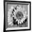 Sunny Sunflower I-Nicole Katano-Framed Photo