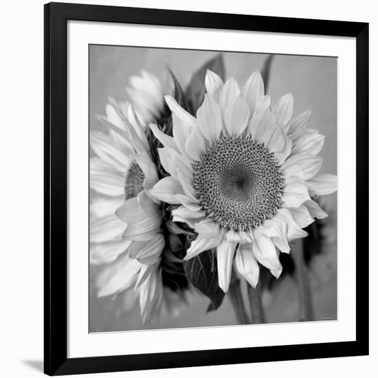 Sunny Sunflower I-Nicole Katano-Framed Photo