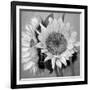 Sunny Sunflower I-Nicole Katano-Framed Photo