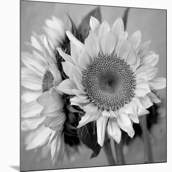 Sunny Sunflower I-Nicole Katano-Mounted Photo