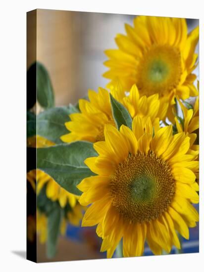 Sunny Sunflower II-Nicole Katano-Stretched Canvas