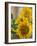 Sunny Sunflower II-Nicole Katano-Framed Photo