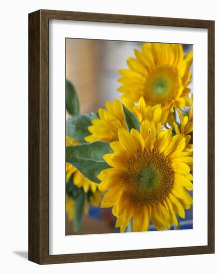 Sunny Sunflower II-Nicole Katano-Framed Photo